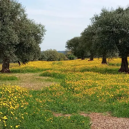 Tre Trulli La Correggia